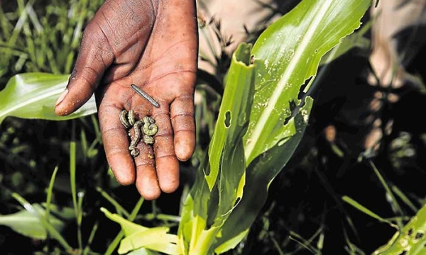 Spodoptera exigua, more commonly known as the beet armyworm, is a destructive pest of onion and scallion in Jamaica.